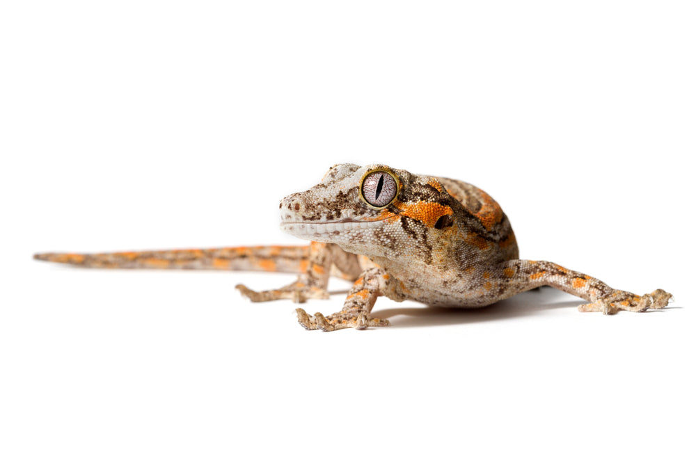 How long do gargoyle geckos live