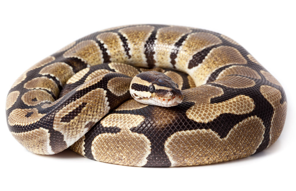 7 Reasons Why Python Snakes Are the Ultimate Reptile for Advanced Keepers