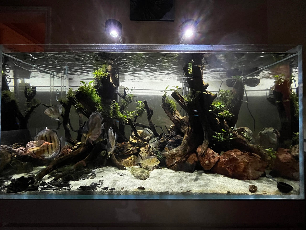 Zus In de genade van draagbaar Aquarium Filters - Paludarium Filters | The Bio Dude