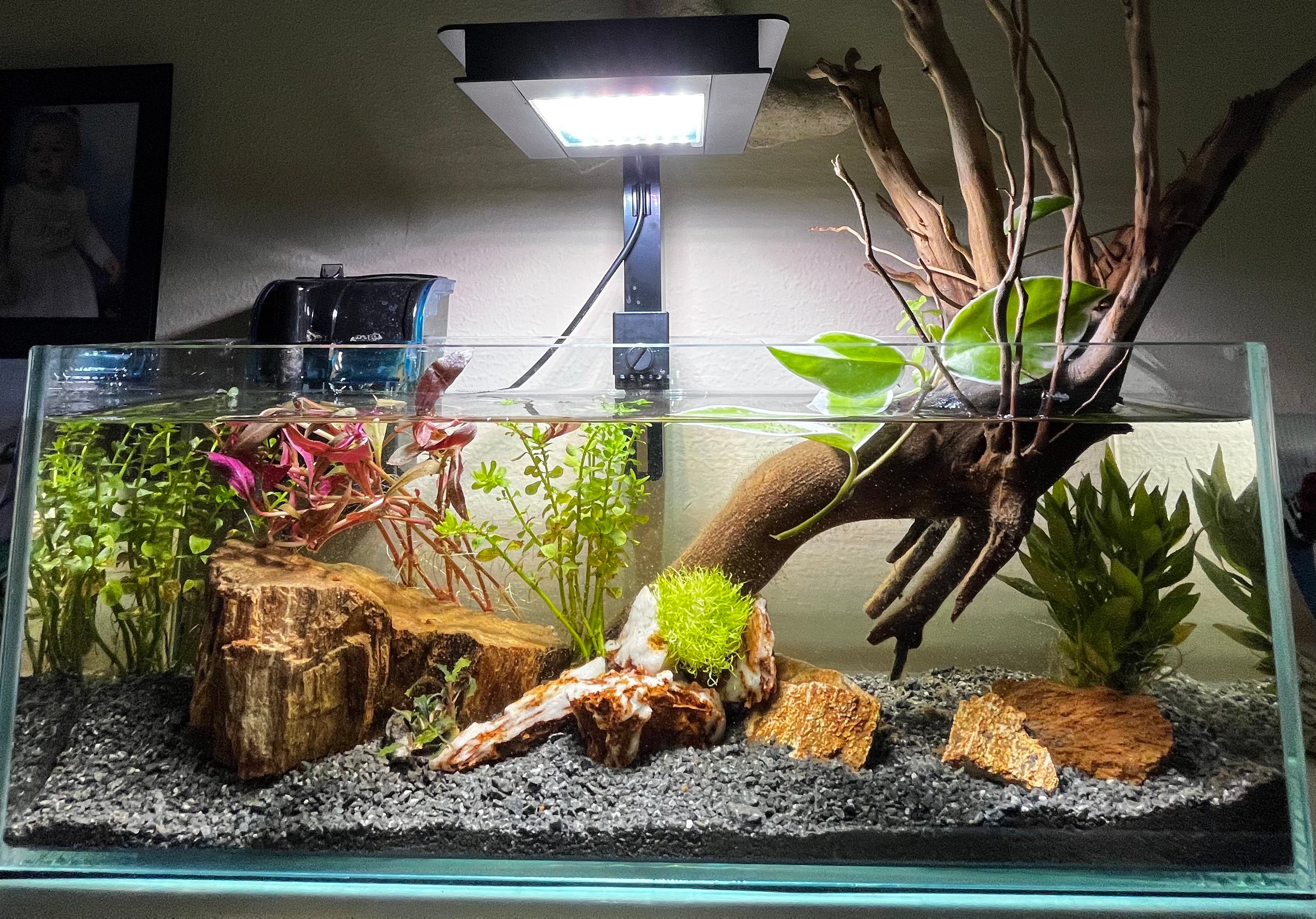 Mellem syg Modernisering Aquarium Lighting and LEDs – The Bio Dude