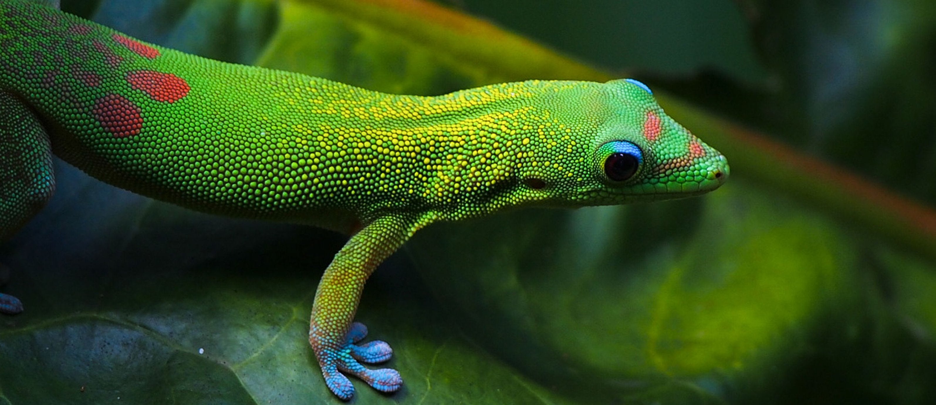 resterende støj mentalitet Gecko Terrarium Kits - Gecko Habitat Kits | The Bio Dude