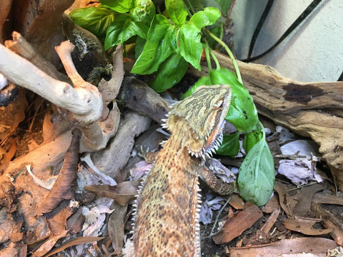 live plants in bearded dragon tank