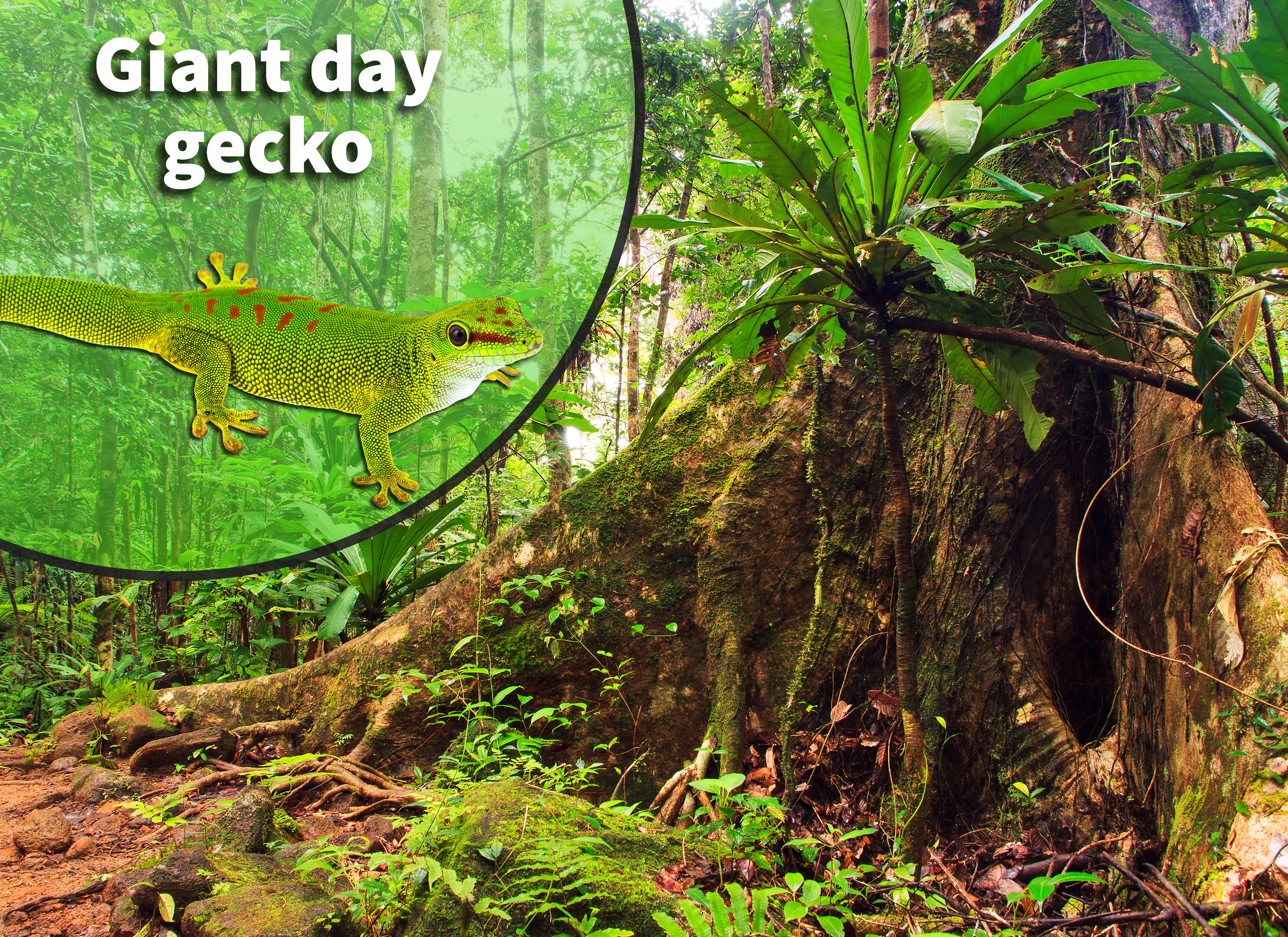 Day Gecko Bioactive Habitat Terrarium Kit – The Dude