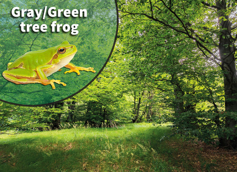Gray & Green Tree Frog Bioactive Terrarium Habitat Kit – The Bio