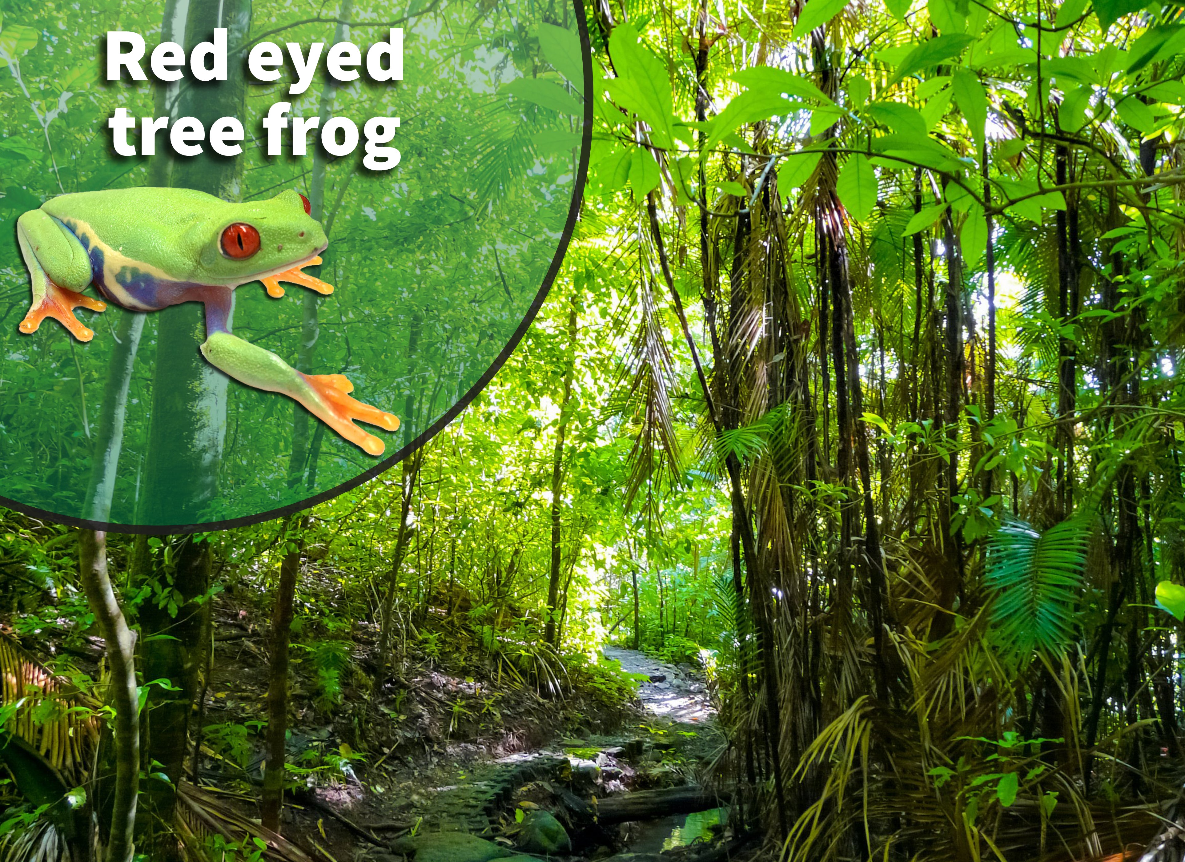 red eyed tree frog habitat
