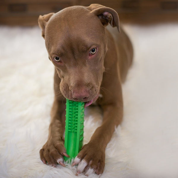 dog toothbrushing