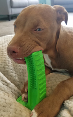  A dog dental toys that is a dog toothbrush and dog chew that lets dogs brush their own teeth and have good oral care  