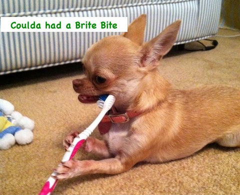 A dog dental toys that is a dog toothbrush and dog chew that lets dogs brush their own teeth and have good oral care  