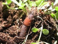 worm castings are the best organic fertilizer