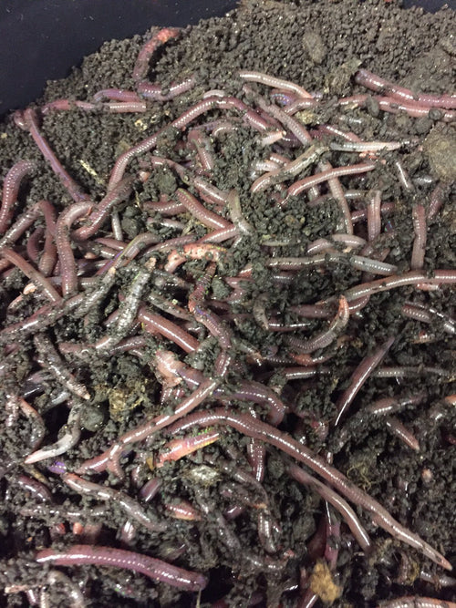 Worms - 5lb - African Nightcrawlers