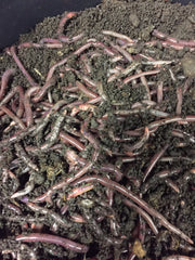 Worms - 5lb - African Nightcrawlers, Simple Grow