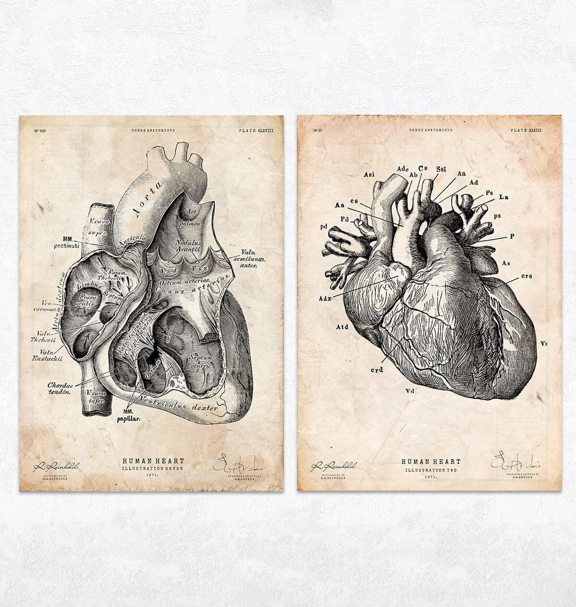Vintage & Chalkboard Heart anatomy - Set of 5 - Codex Anatomicus