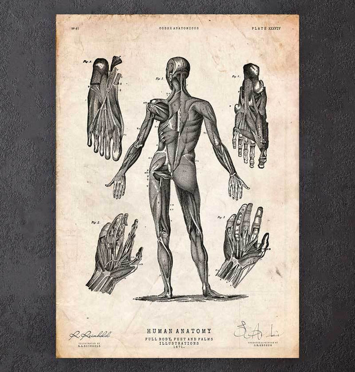 Body Anatomy Anatomy Art Codex Anatomicus Tagged Old Medical Book