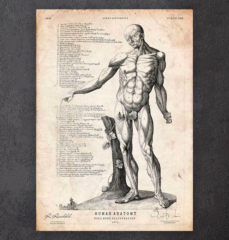 Full Body Human Anatomy Print Vi Codex Anatomicus