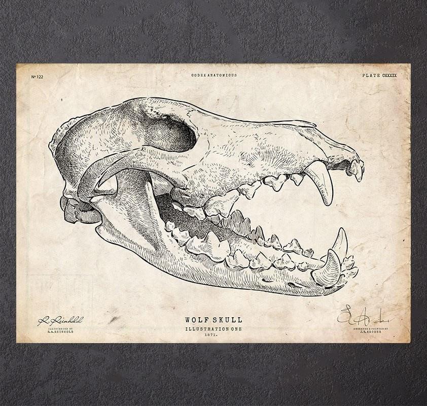 Wolf Skull Art Print Codex Anatomicus