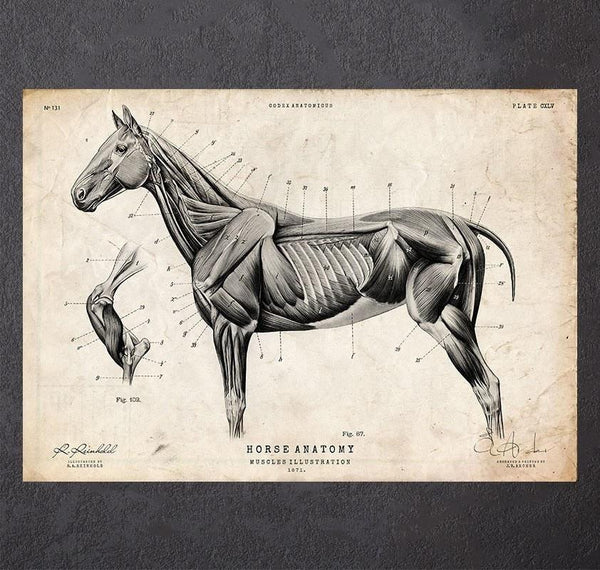 Horse anatomy poster - Codex Anatomicus