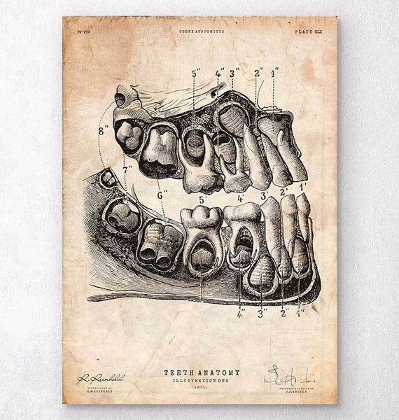Dental Anatomy Art Print Codex Anatomicus