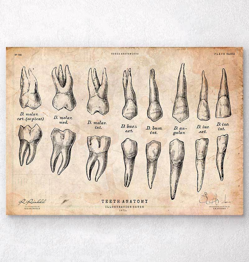 Teeth anatomy chart Codex Anatomicus