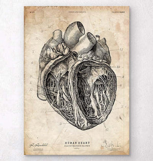 Heart section art print III - Codex Anatomicus