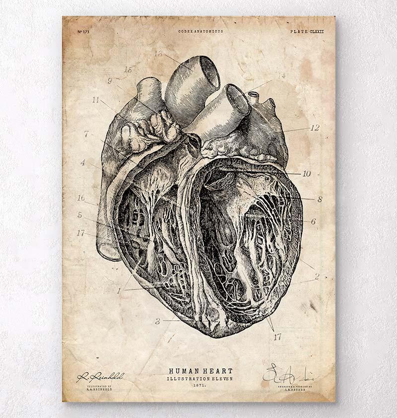 Сердце рисунок анатомия. Винтажное Анатомическое сердце. Сердце из анатомического атласа. Сердце анатомия красивое.