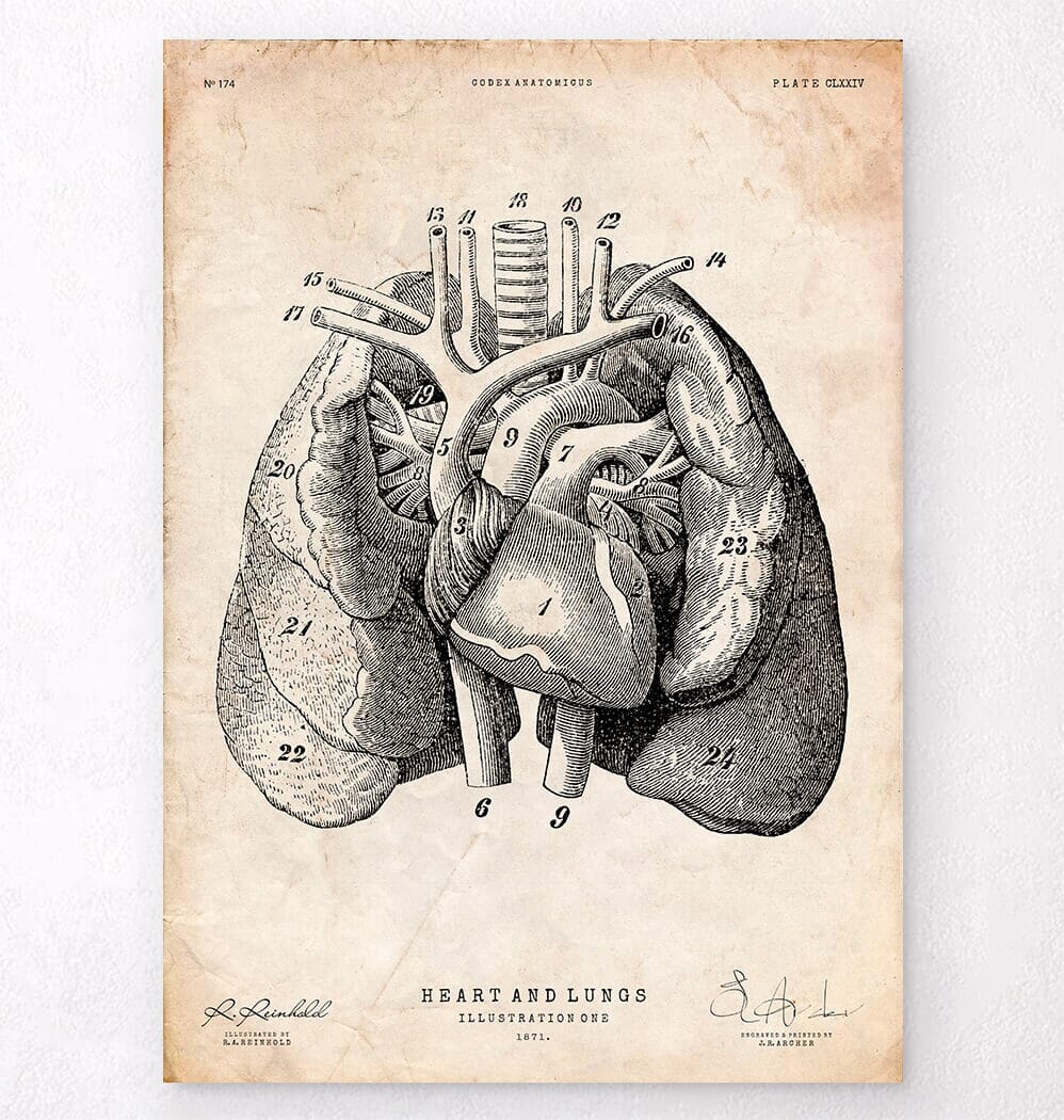 heart and lungs diagram