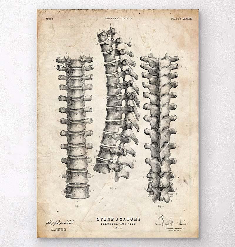 spine anatomy pictures