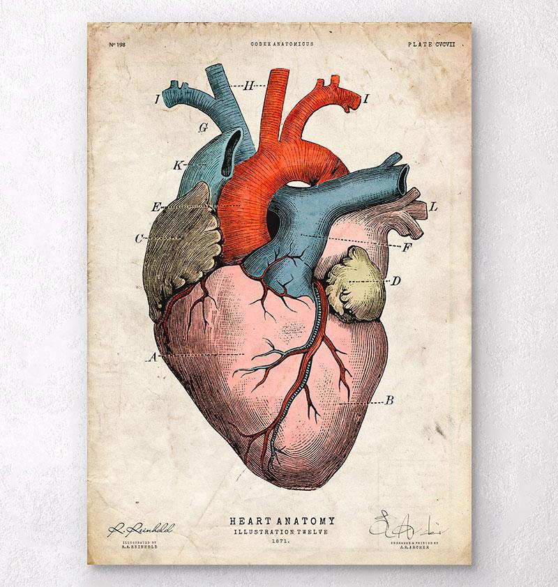 Anatomical heart art print Colored Codex Anatomicus