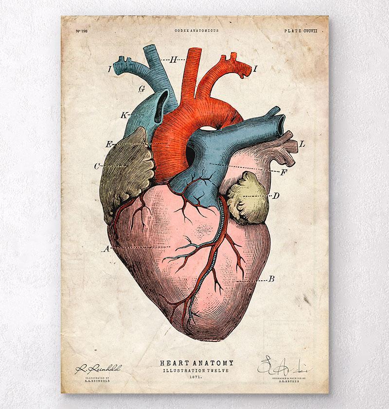 Anatomical Heart Art Print Colored Codex Anatomicus 4390