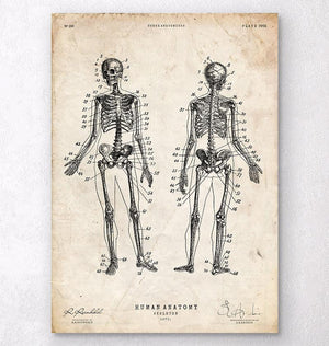 Human Bone Chart