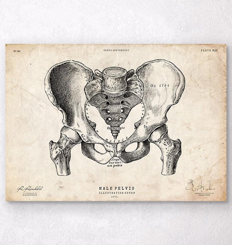 Mannlichen Beckens Anatomie Anatomie Poster Codex Anatomicus