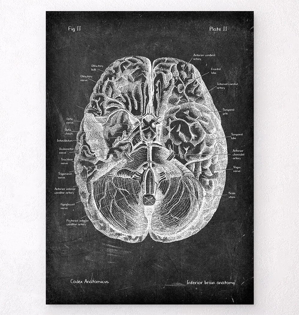 Brain anatomy art - Chalkboard Style - Codex Anatomicus