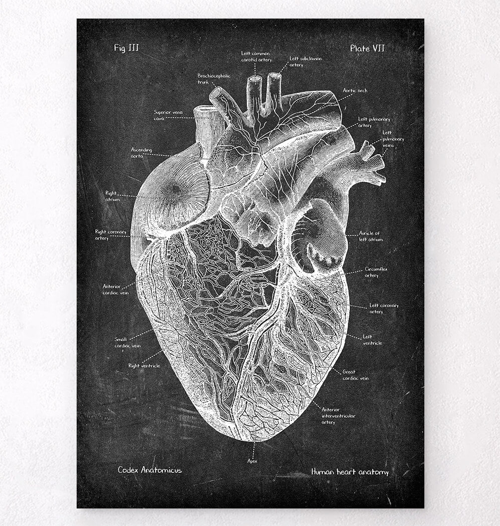 Anatomy art sale - 24h left ⏱️ - Codex Anatomicus