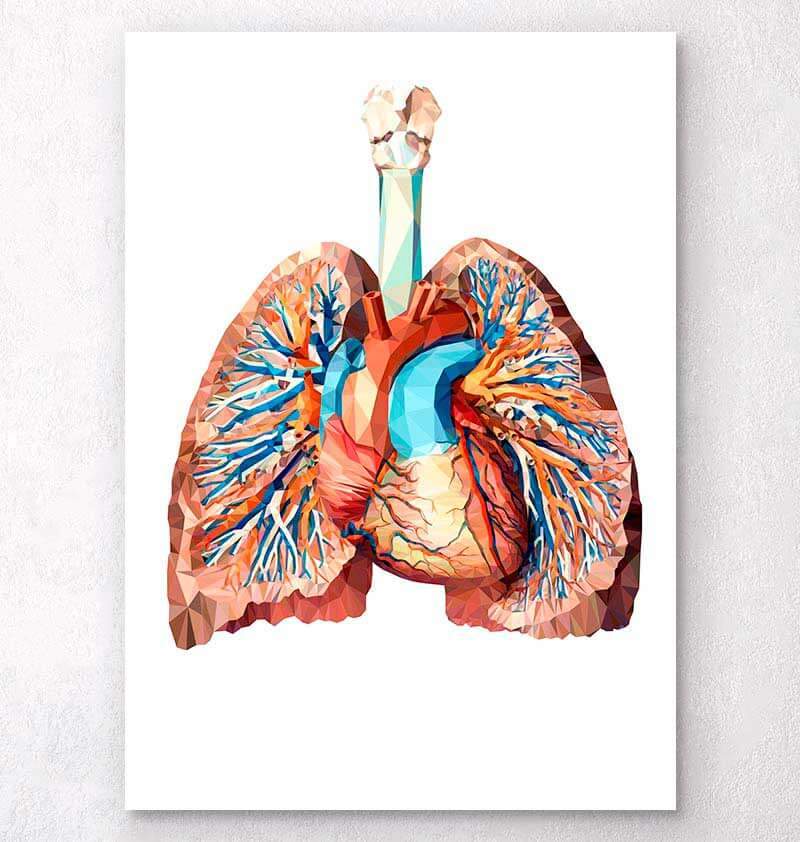 Geometrical Heart And Lungs Art Poster Codex Anatomicus 9739