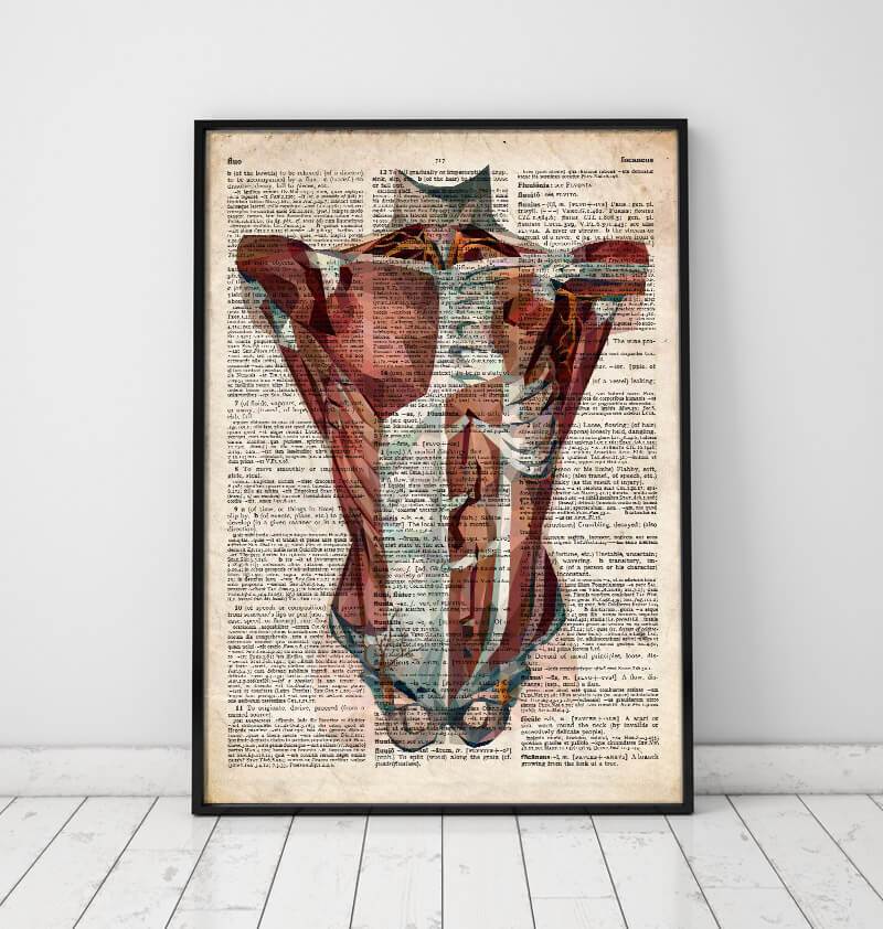 Human Torso Anatomy Old Dictionary Page Codex Anatomicus