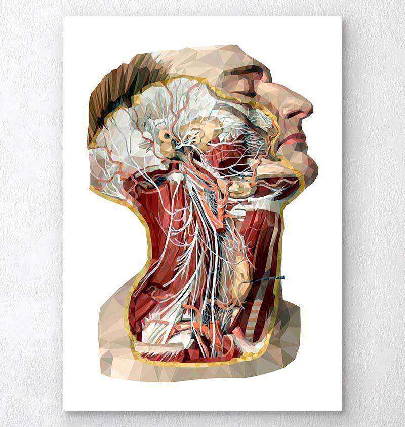 human head anatomy for artists