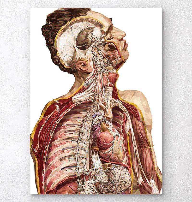 human anatomy art