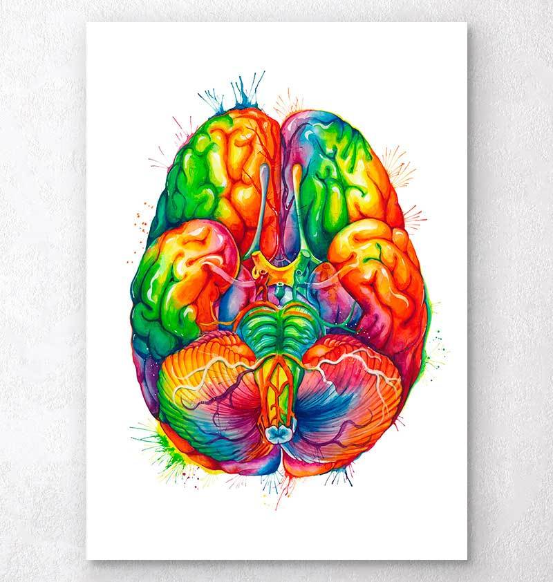Watercolor brain anatomy art print - Codex Anatomicus