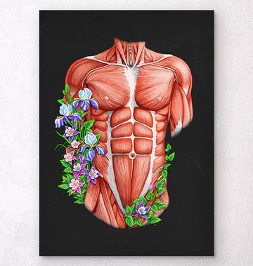 Female Torso Muscles Anatomy Art Codex Anatomicus