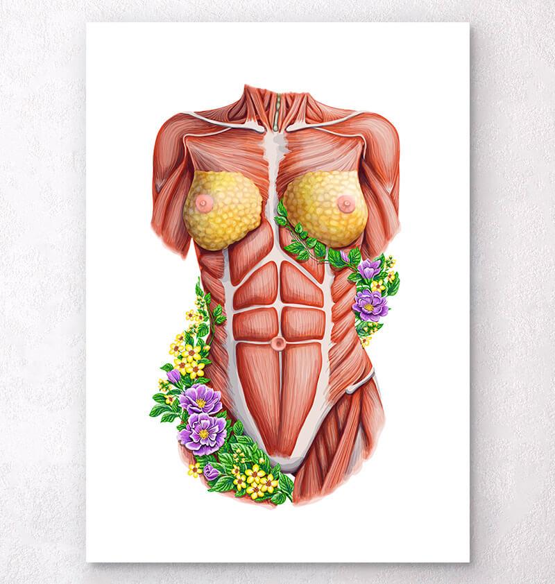 Female Torso Muscles Anatomy Art Codex Anatomicus