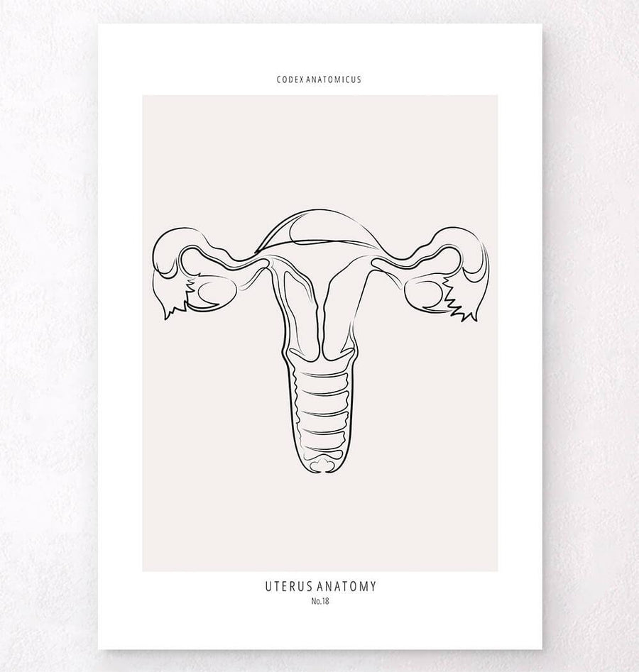 uterus drawing