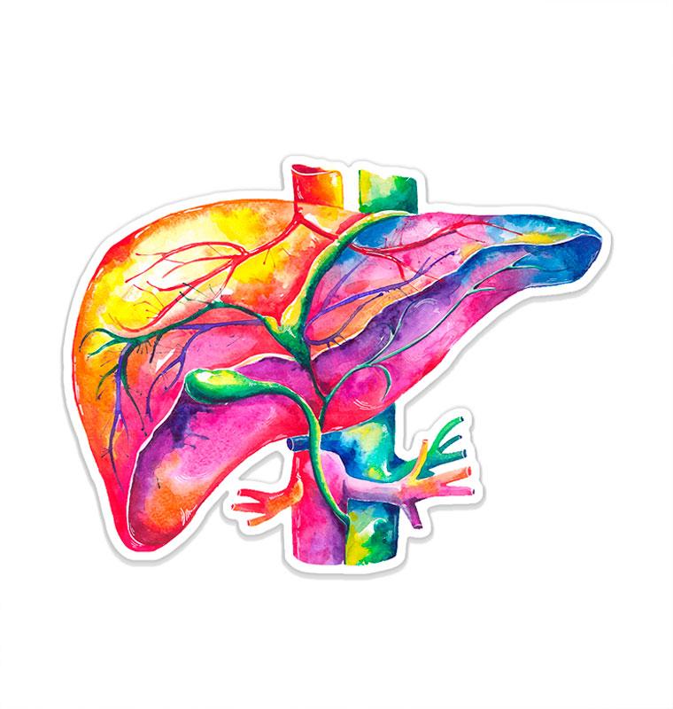 Liver anatomy sticker - Codex Anatomicus