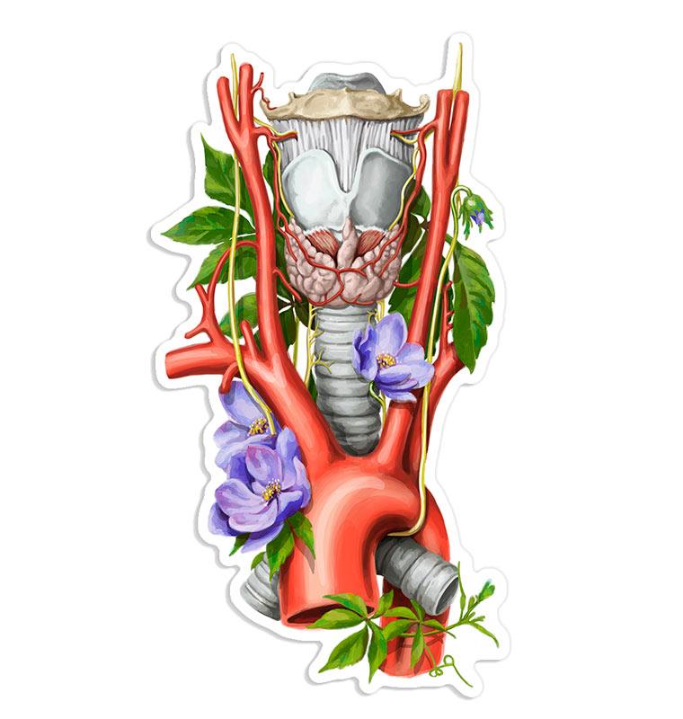 Larynx, aorta, thyroid anatomy sticker - Codex Anatomicus