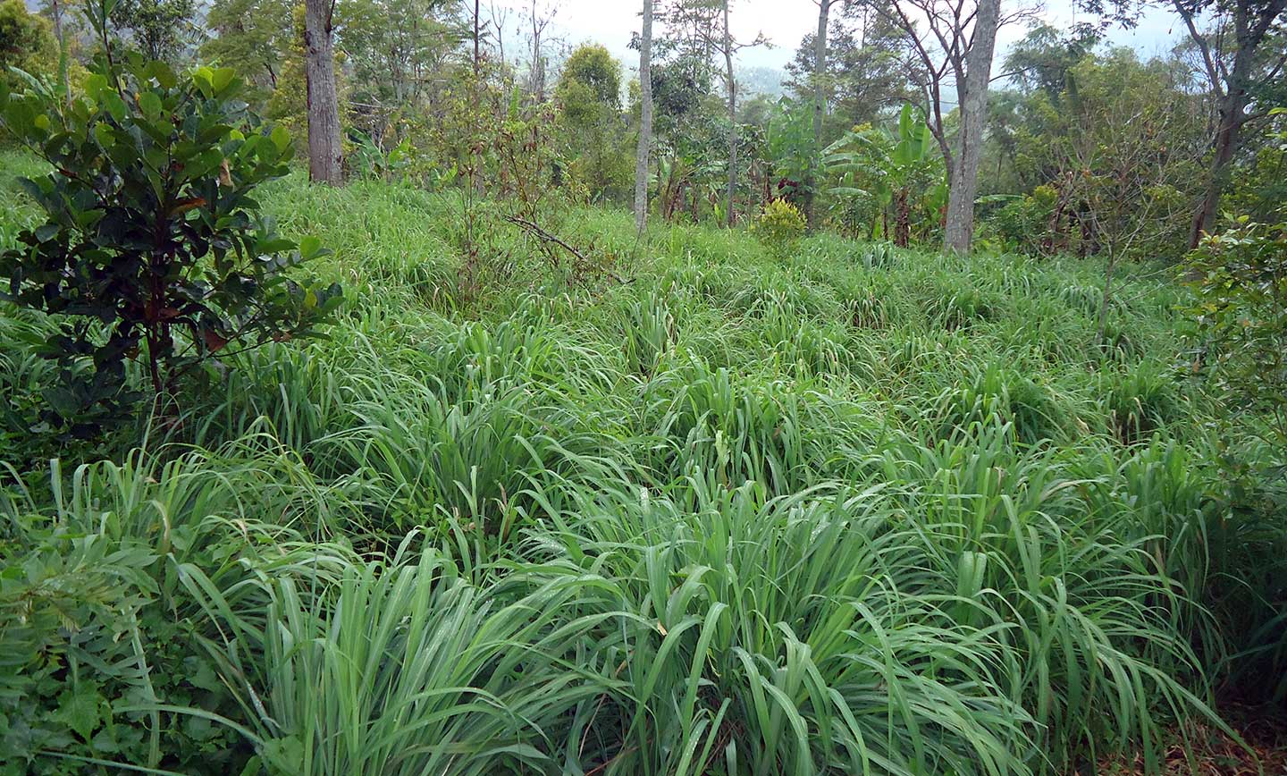 citronella plant oil