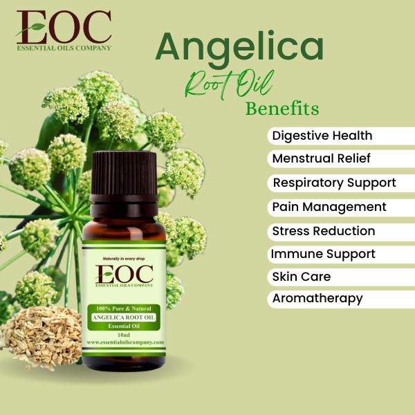 Angelica root Oil Uses and benefits