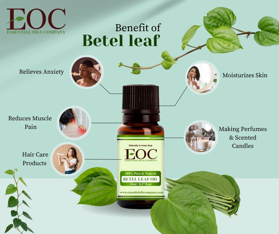 Betel leaf Oil Uses and benefits