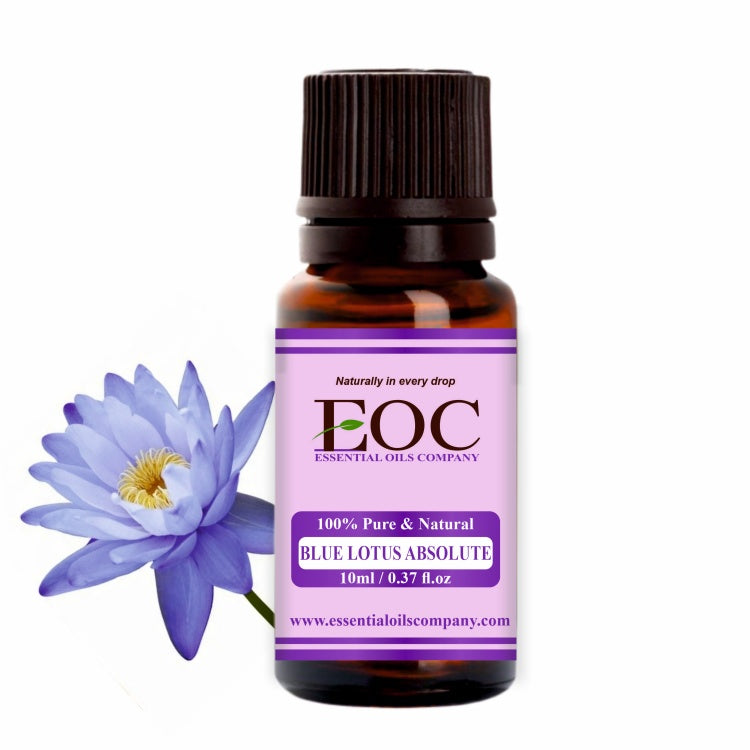 Blue Lotus Oil, Blue Lotus Oil Uses and Benefits, Blue Lotus Absolute IP  Perfumery Oil – Essential Oils Company