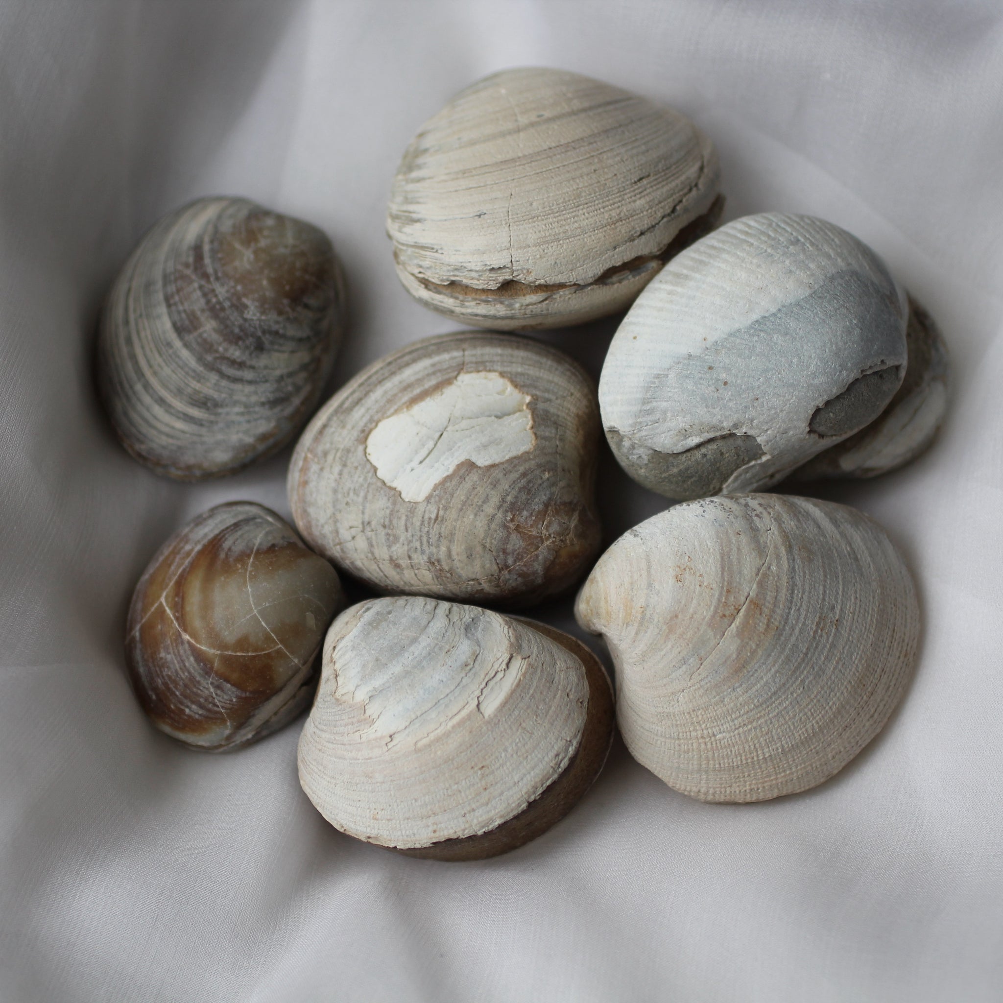 Clam Shell Fossil – Song of Stones