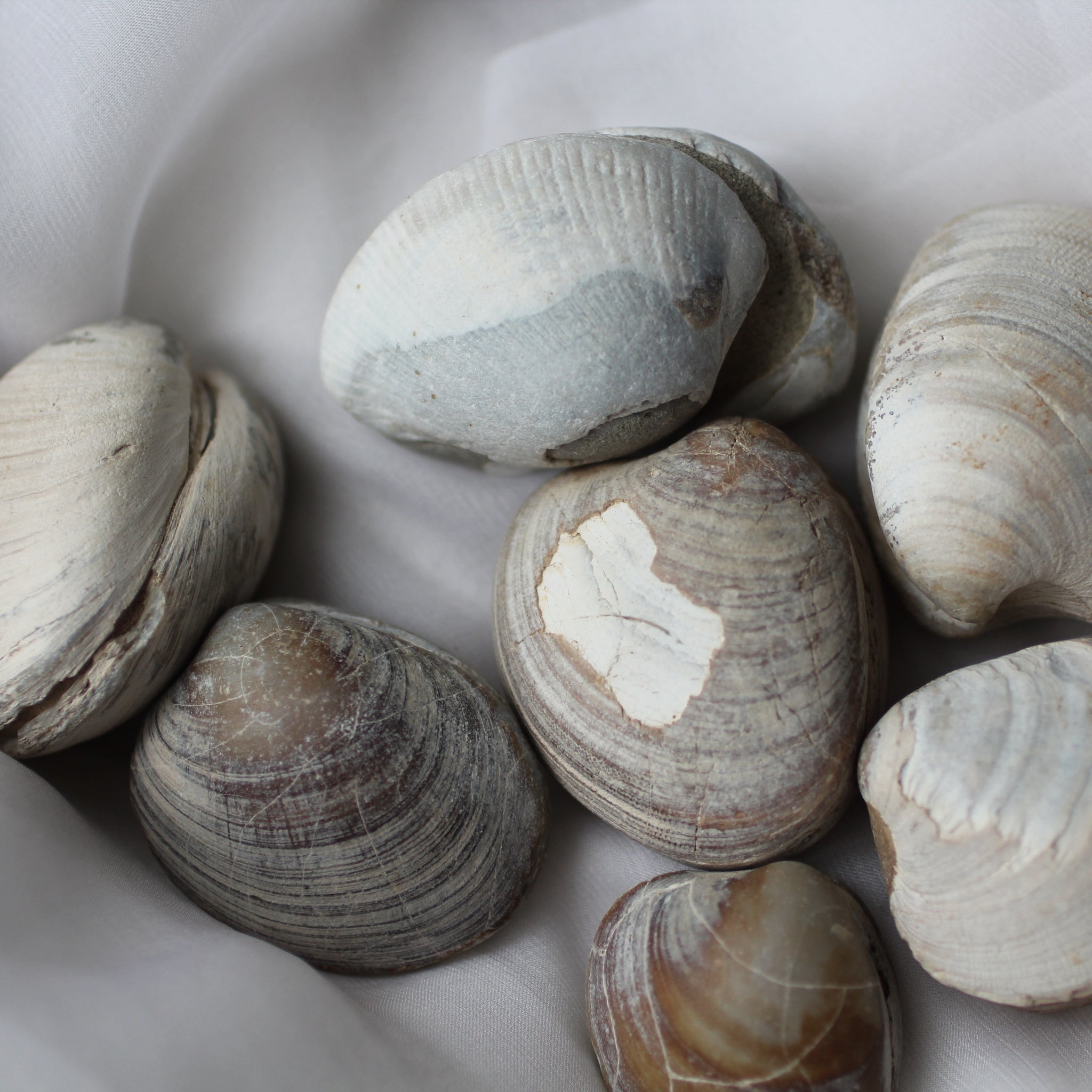 Clam Shell Fossil – Song of Stones