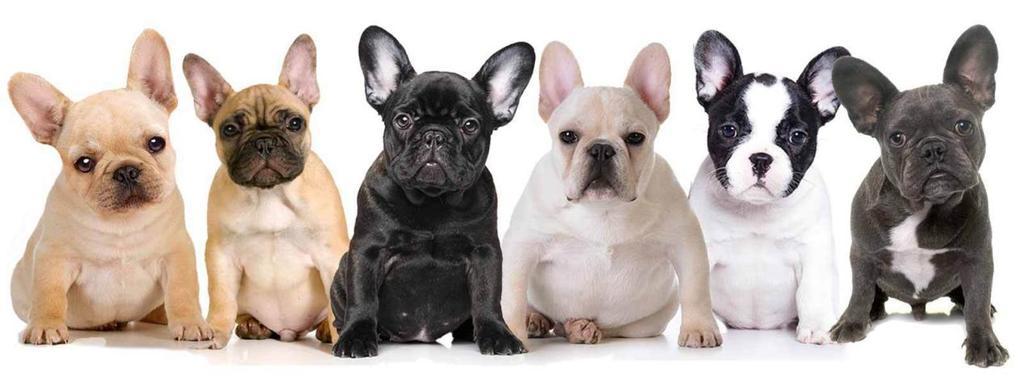 Allowed and Disallowed French Bulldog Colors in the United States ...