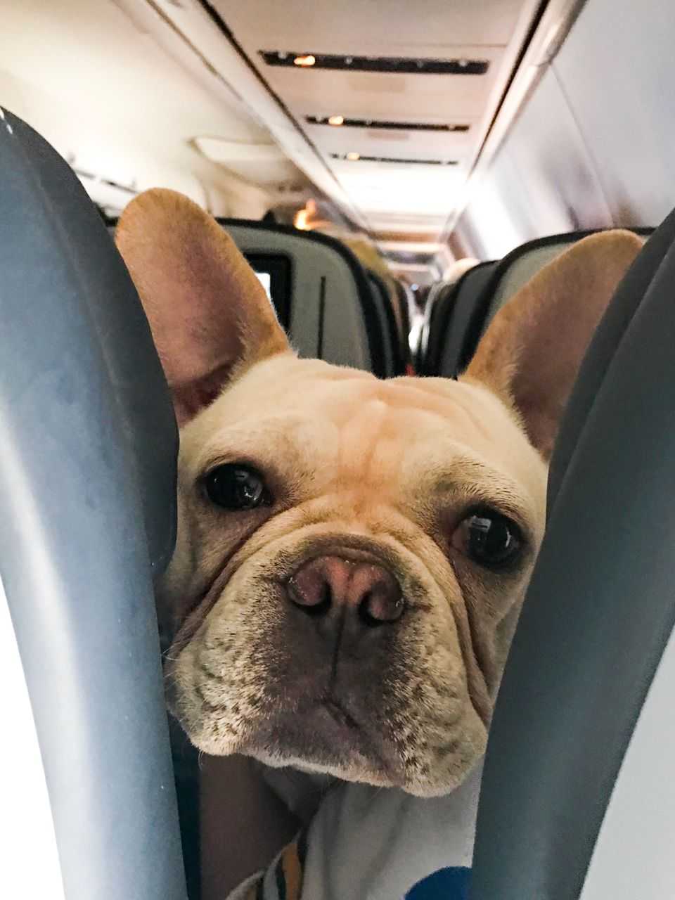 HOW TO SAFELY FLY WITH YOUR FRENCH BULLDOG – frenchie Shop